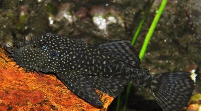 Fiche du poisson Ancistrus leucostictus ancistrus temminckii