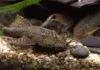 Fiche du poisson Ancistrus temminckii poisson Ancistrus temminckii