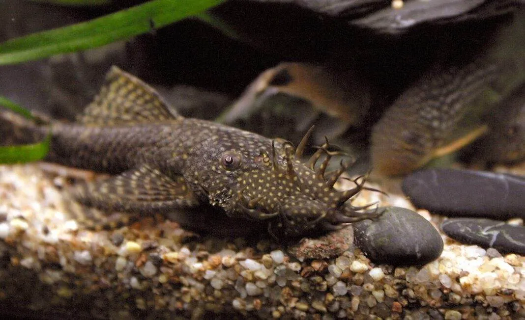 poisson Ancistrus temminckii poisson Ancistrus temminckii