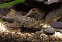 poisson Ancistrus temminckii