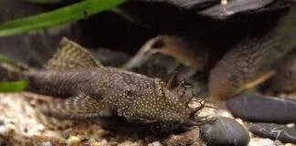 poisson Ancistrus temminckii