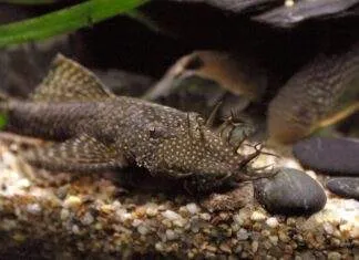 poisson Ancistrus temminckii