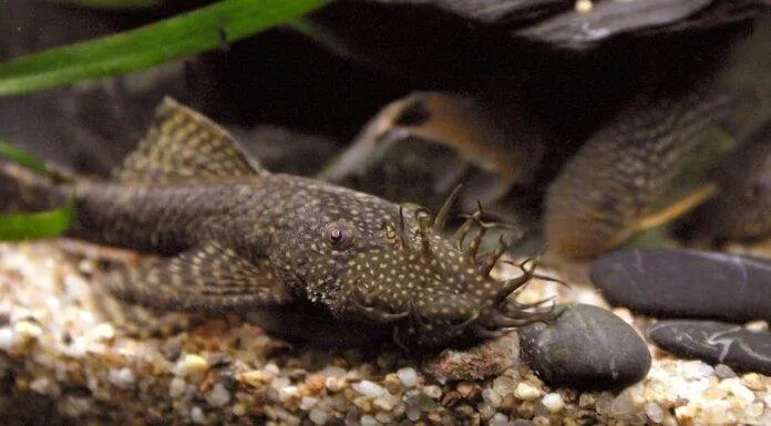 poisson Ancistrus temminckii