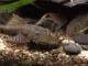 Fiche du poisson Ancistrus temminckii poisson Ancistrus temminckii