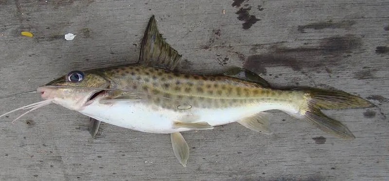 poisson Pimelodus maculatus 2