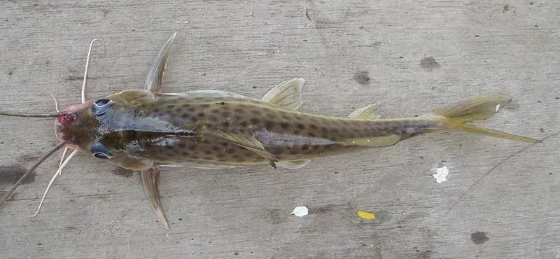 poisson Pimelodus maculatus