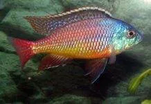 protomelas taeniolatus namalenje