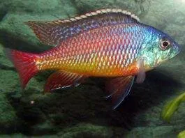 protomelas taeniolatus namalenje