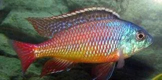 protomelas taeniolatus namalenje