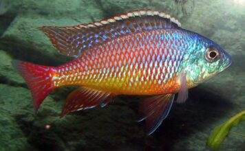 Fiche du poisson Protomelas taeniolatus protomelas taeniolatus namalenje