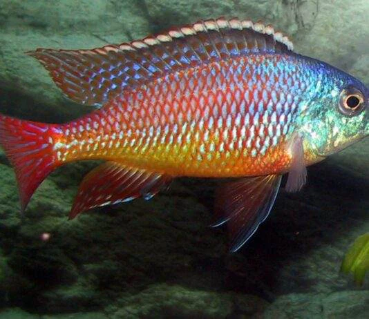 protomelas taeniolatus namalenje