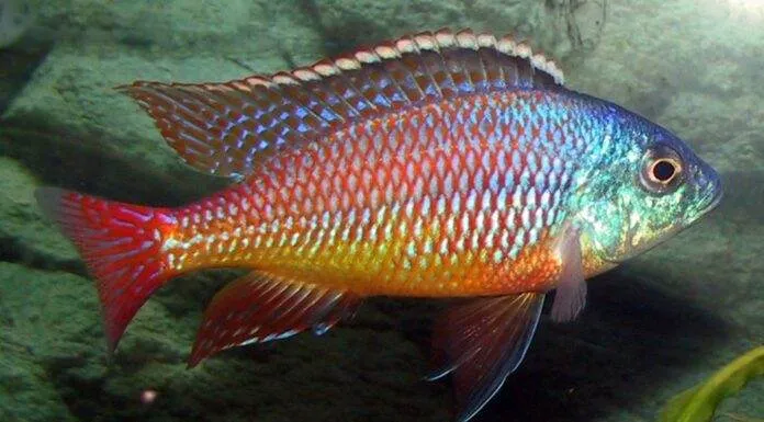 protomelas taeniolatus namalenje