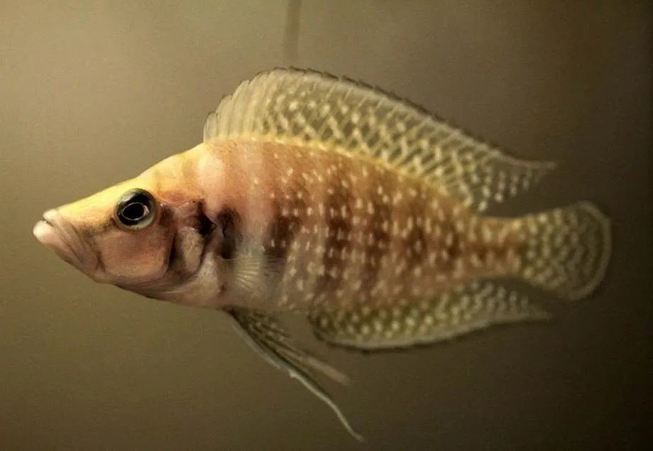 Altolamprologus calvus