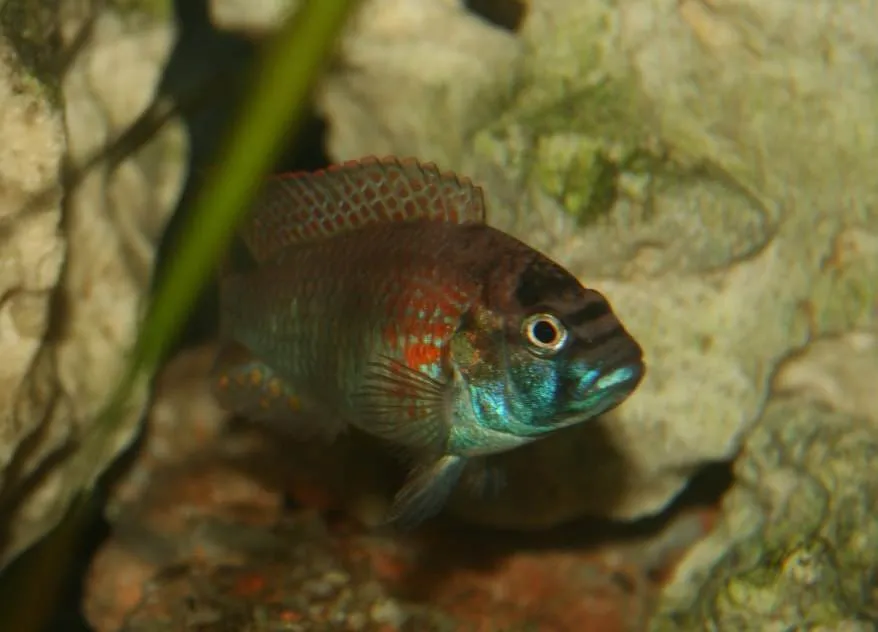 Astatotilapia Burtoni