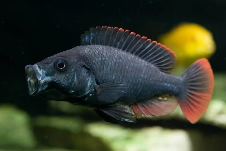 Astatotilapia nubila