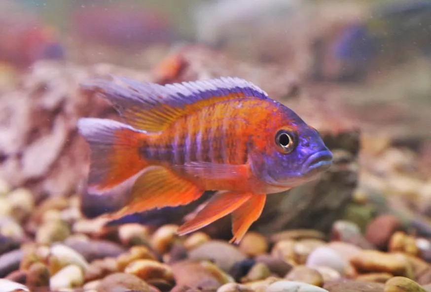 Aulonocara jacobfreibergi