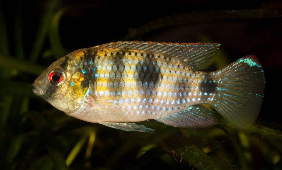 Cichlidé Papillon Africain