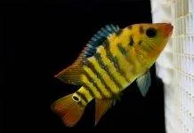 Fiche du poisson Cichlasoma festae Cichlidé terreur rouge