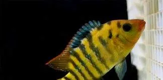 Cichlidé terreur rouge
