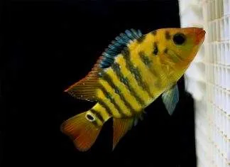 Cichlidé terreur rouge