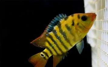 Cichlidé terreur rouge