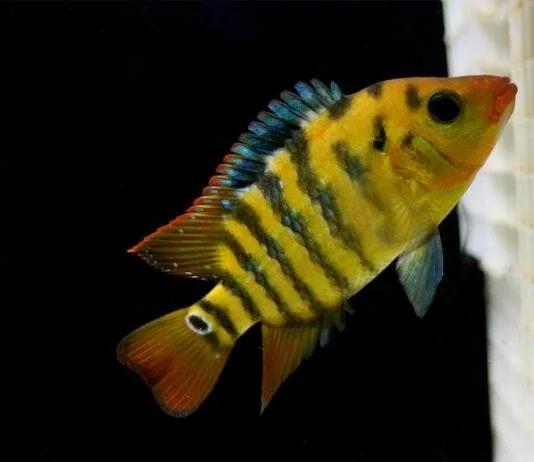 Cichlidé terreur rouge