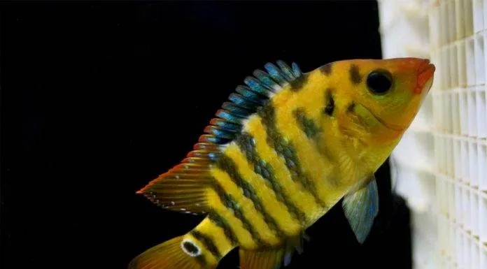 Fiche du poisson Cichlasoma festae Cichlidé terreur rouge