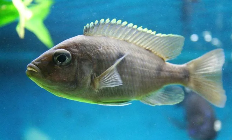 Copadichromis azureus Mbenji