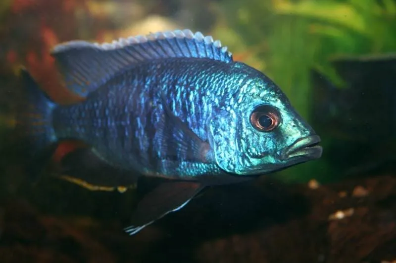 Copadichromis azureus
