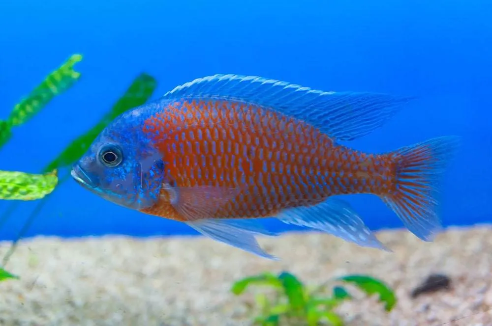 Copadichromis borleyi