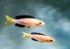 Fiche du poisson Cyprichromis leptosoma Cyprichromis leptosoma