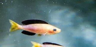 Cyprichromis leptosoma