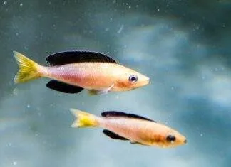 Cyprichromis leptosoma