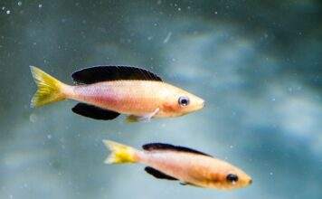 Cyprichromis leptosoma