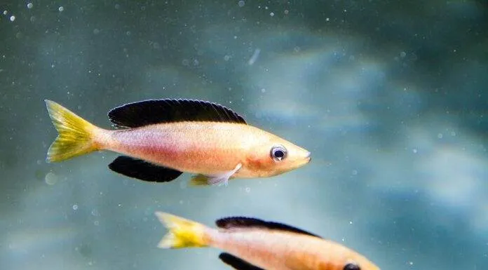 Cyprichromis leptosoma