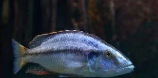 Dimidiochromis compressiceps
