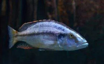 Dimidiochromis compressiceps