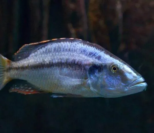 Dimidiochromis compressiceps