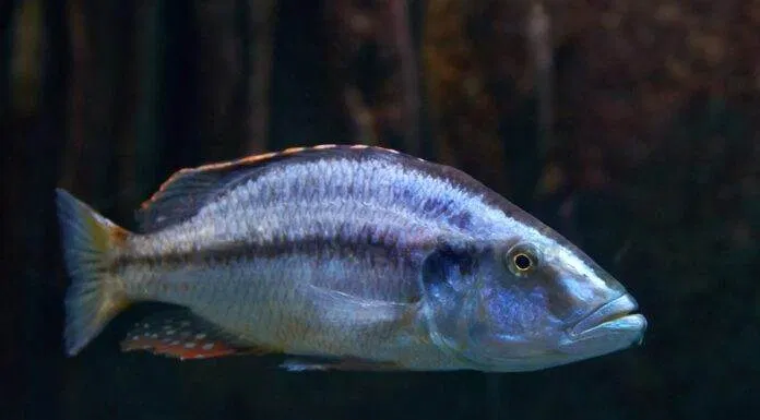 Fiche du poisson Dimidiochromis compressiceps Dimidiochromis compressiceps