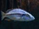 Fiche du poisson Dimidiochromis compressiceps Dimidiochromis compressiceps
