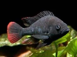 Haplochromis nubilus