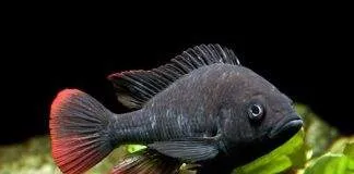 Haplochromis nubilus