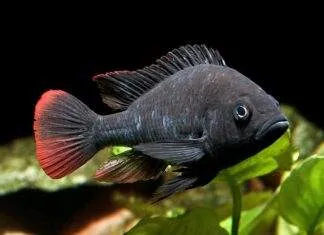 Haplochromis nubilus