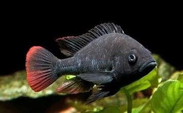 Haplochromis nubilus