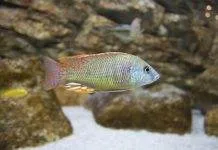 Labeotropheus fuelleborni