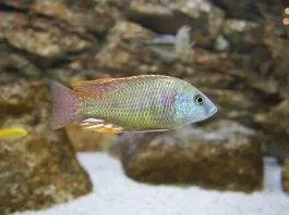 Labeotropheus fuelleborni