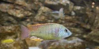 Labeotropheus fuelleborni
