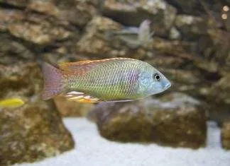 Labeotropheus fuelleborni