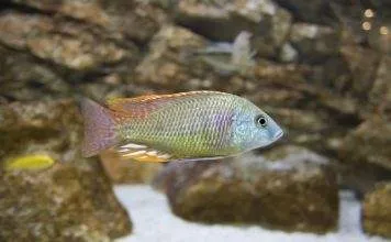 Fiche du poisson Labeotropheus fuelleborni Labeotropheus fuelleborni