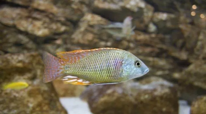 Fiche du poisson Labeotropheus fuelleborni Labeotropheus fuelleborni